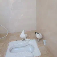 پلنگ و دمسیاه ماهان|پرنده|ماهان, |دیوار