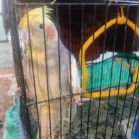 عروس هلندی ماده|پرنده|قرق, |دیوار