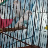 جفت‌مرغ‌عشق‌سالم‌بدون‌مریضی