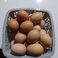 تخم نطفه دار