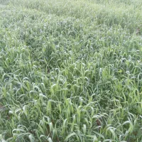 اجاره زمین کشاورزی