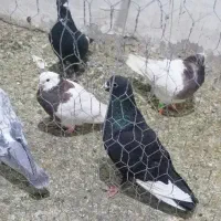 5 تا نر پلنگ..