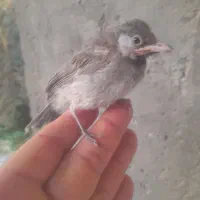 قناری باغی