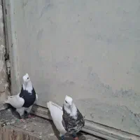 پرنده