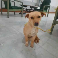 سگ پا کوتاه ماده