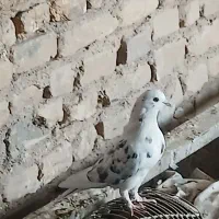 کفتر خوب|پرنده|قم, آزادگان|دیوار