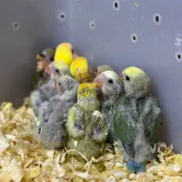 طوطی برزیلی سرلاکی در انواع رنگ پرنده سرای توئیتی|پرنده|قائم‌شهر, |دیوار