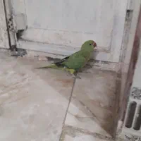 طوطی ملنگو
