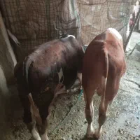 دورآس گوساله نر