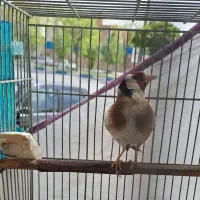 سهره یا سیره