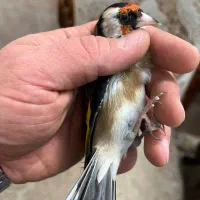 سهره نر ۳ ساله جفتی شیرینکار