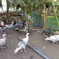 بوقلمون و مرغ و خروس تزیینی