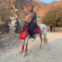 فروش اسب|اسب و تجهیزات اسبسواری|اراک, |دیوار