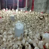 جوجه بوقلمون بیوتی