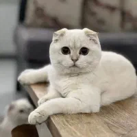 اسکاتیش نر دوساله