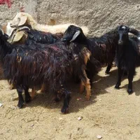 7راس بزغاله درشت