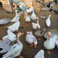 فروش غازواردک وقوغاز