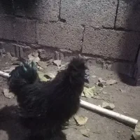 ابریشمی کوپال مولد|حیوانات مزرعه|آستانه اشرفیه, |دیوار