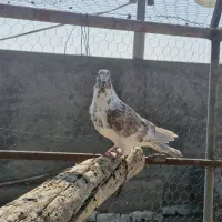 کفتر پرشی|پرنده|اردکان, |دیوار