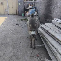 الاغ ماده تیز پا