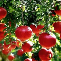 نهالستان ارقام متنوع پربار و دیرگل پالیز.|خدمات باغبانی و درختکاری|بافت, |دیوار