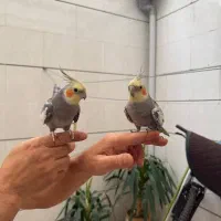 عروس هلندی