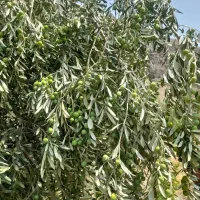 کارگر ساده|استخدام صنعتی، فنی، مهندسی|کرج, مصباح|دیوار