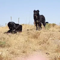 2تاتوله قدرجانی