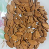 خریدار و فروش بادام به قیمت تجاری