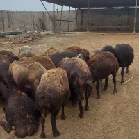 گوسفند ابستن