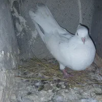 پلاکی و خوشونه|پرنده|پلدختر, |دیوار