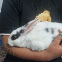 خرگوش