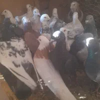 کفترپرشی فانتوم