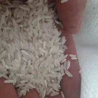 برنج خوشپخت