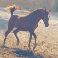 کره ماده فقط باید ببینی