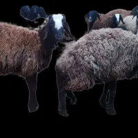 بره قوچ اصیل شال افشار