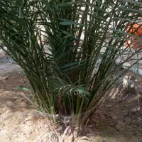 نخل سویدانی اصل|گل و گیاه طبیعی|شادگان, |دیوار