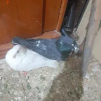 دوتاکفتره فروشی هردوگرفتنی|پرنده|اشترینان, |دیوار