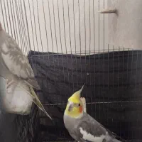 عروس هلندی|پرنده|مشهد, تربیت (صدف)|دیوار