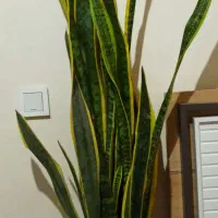 انواع گل‌های آپارتمانی و زینتی