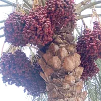 دو عددو درخت خرما جلوی حیاط منزل اجاره میدم