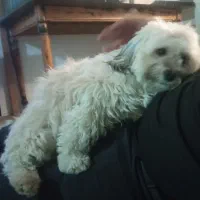 واگذاری حیوان خانگی