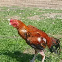 خروس لاری سالم 10ماهه