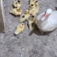 جوجه اردک