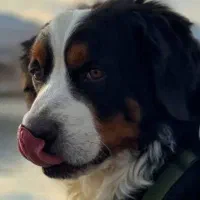 غذای سگ بهترین کیفیت