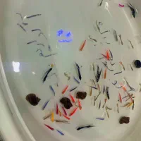 همه گیاه خوار باهم