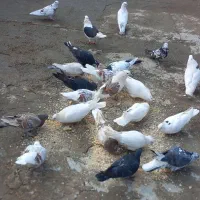 کفترپرشی بازی کن