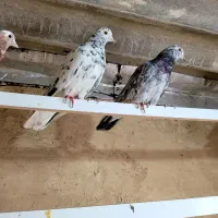 کفتر سرور بعد ظهری