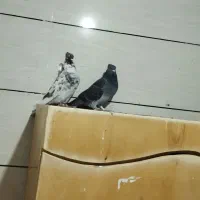 دو عدد کبوتر|پرنده|کارزان, |دیوار