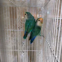 ۷جفت مولد با۴تاجوجه فوری تا۱۲شب|پرنده|اصفهان, شیخ اشراق|دیوار